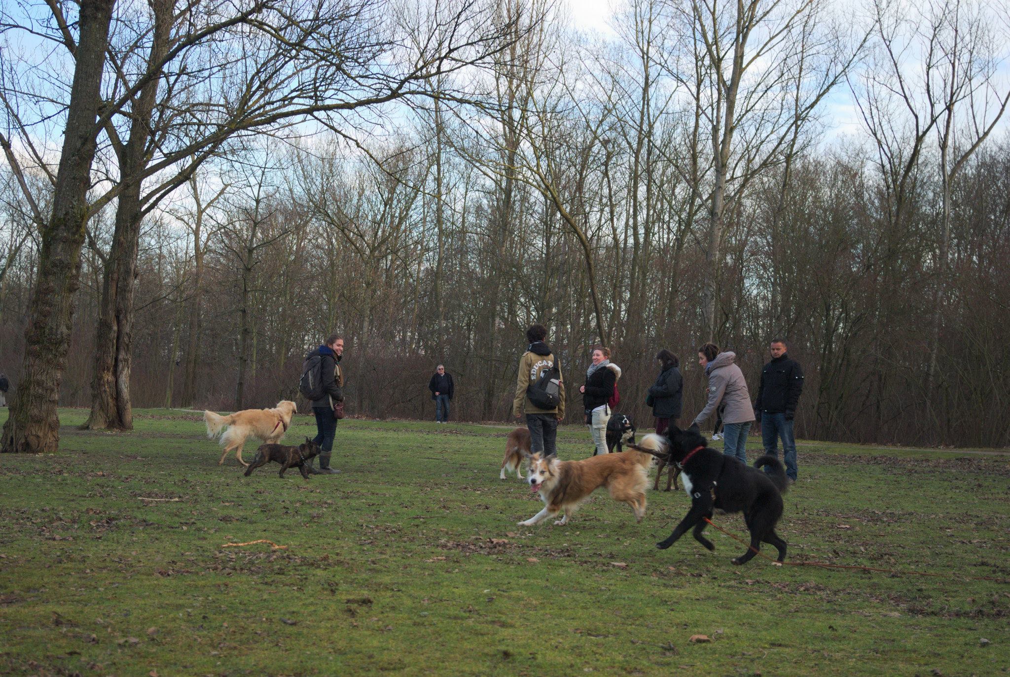 éducation et dressage de chiens Savoie